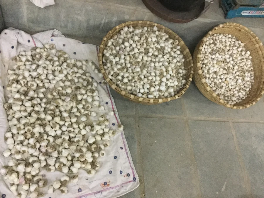 our 2017 garlic harvest